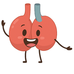 Alveoli Flashcards topic image