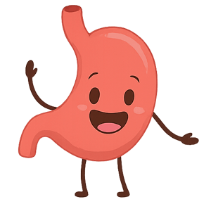 Stomach Flashcards topic image