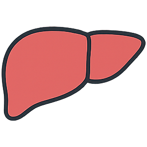 Liver