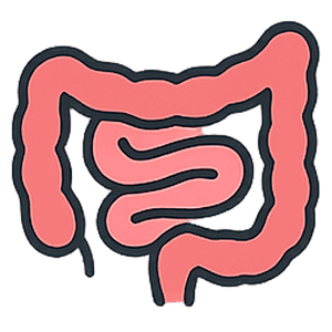 Small Intestine