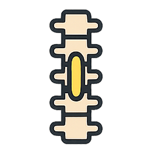 Spinal Cord